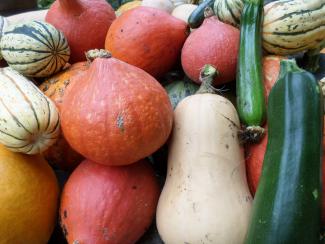 Legumes 1
