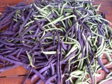 Haricots 1