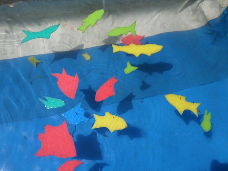 Poissons piscine 1