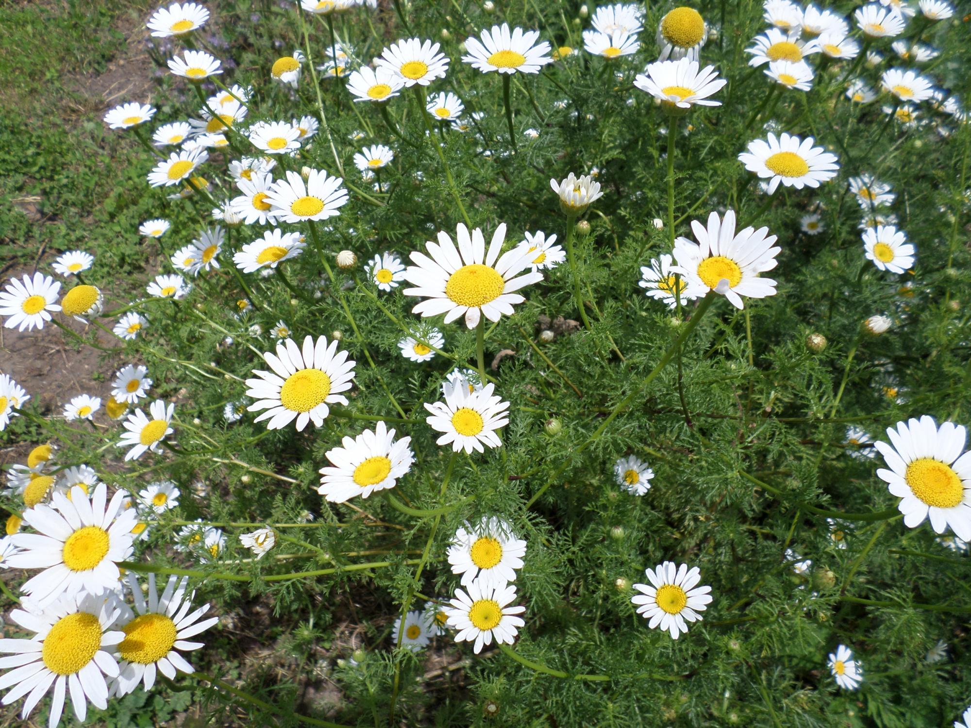 Marguerites 1
