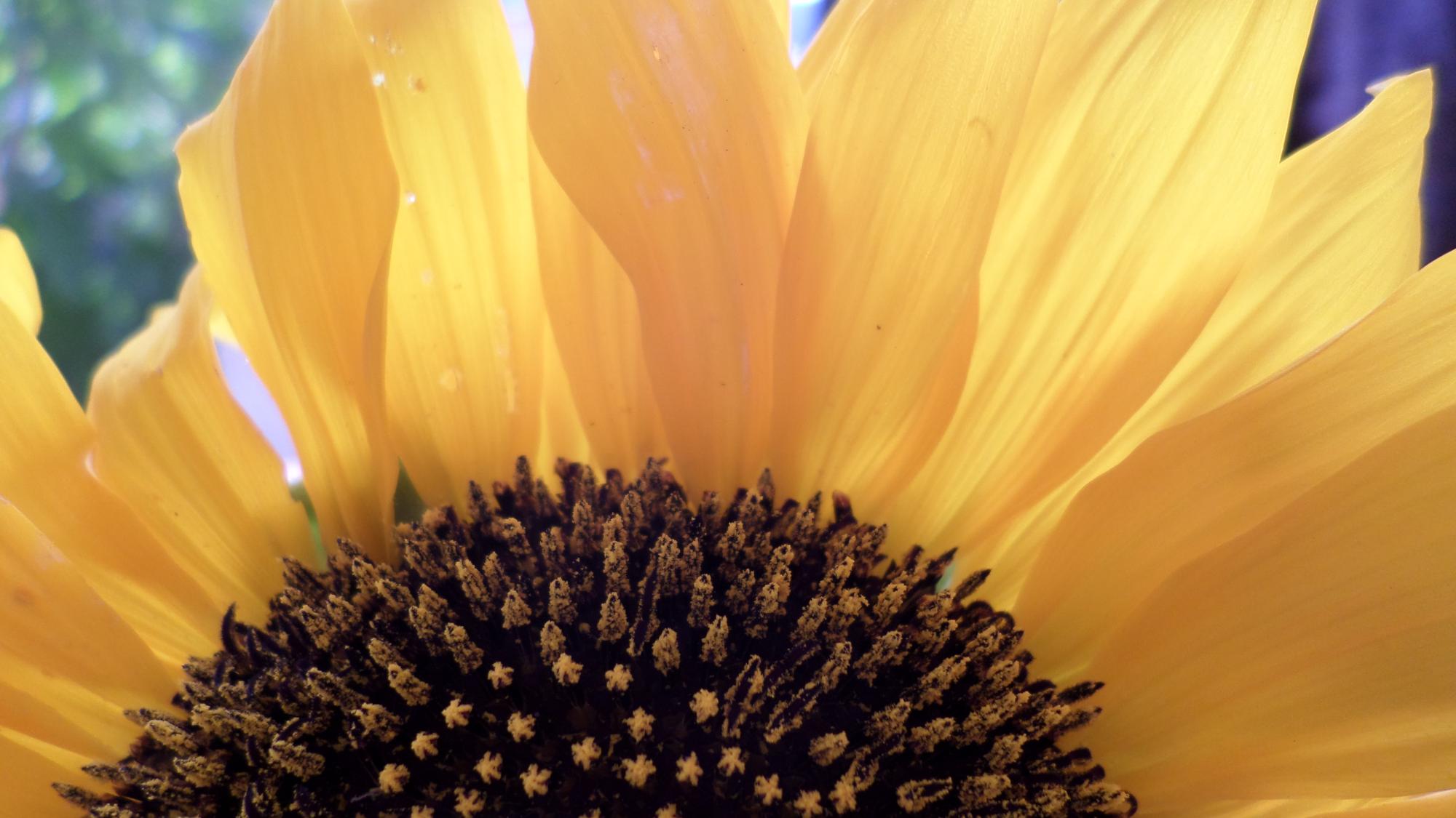Tournesol 1